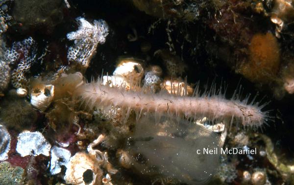 Photo of Asbestopluma occidentalis by <a href="http://www.seastarsofthepacificnorthwest.info/">Neil McDaniel</a>